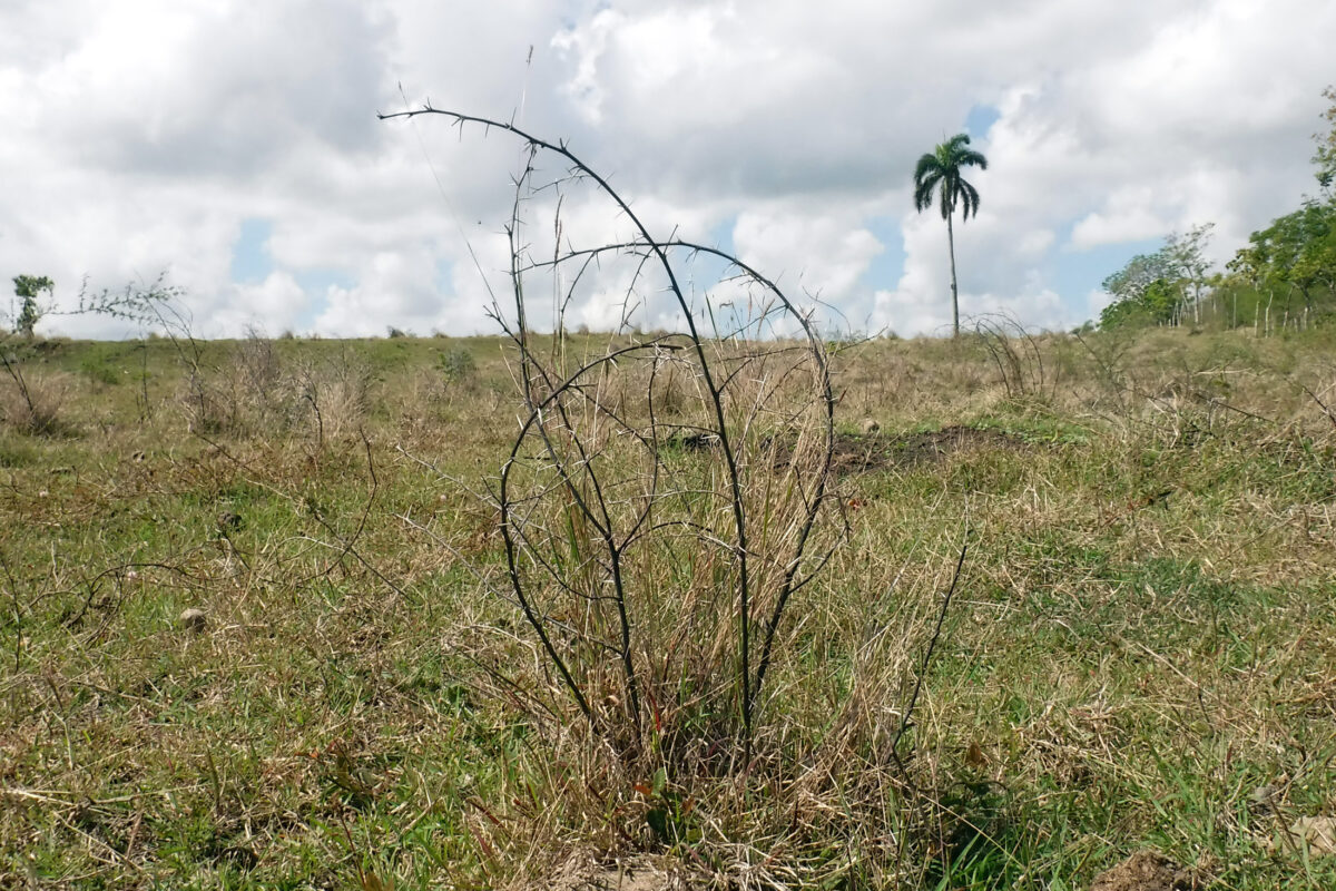 El uso de fertilizantes naturales y estiércol animal es una de las claves para la restauración y transformación de los suelos otrora degradados, cubiertos de arbustos espinosos, ahora conocida como finca La Villa, en el municipio de Guanabacoa, La Habana, Cuba.  AMIGOS: Jorge Luis Baños / 