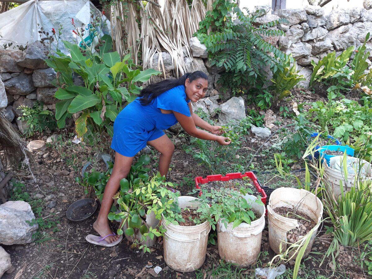 María Petul, una mujer indígena maya, planta chiles, tomates, rábanos y hierbas medicinales en la huerta de su casa en Uayma, sureste de México, Yucatán.  AMIGOS: Emilio Godoy / 