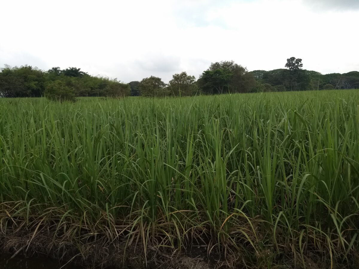 Su núcleo es la expansión del cultivo de caña de azúcar en Colombia en el valle del río Cauca, en el suroeste del país, y ha dejado una estela de acuicultura, reducción de la biodiversidad y contaminación por el uso de pesticidas y fertilizantes sintéticos, que no es compensada.  utilizando parte del cultivo para producir biocombustibles.  AMIGOS: Emilio Godoy / 