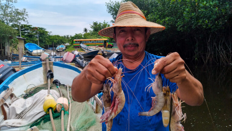Un pescador salvadoreño muestra algunos de los camarones y otros mariscos que capturó en la costa del Pacífico de El Salvador.  La FAO insta a los gobiernos centroamericanos a promover la protección social de los trabajadores de la pesca artesanal, dada su vulnerabilidad y el importante papel que juegan en la seguridad alimentaria de la región.  AMIGOS: Edgardo Ayala / 