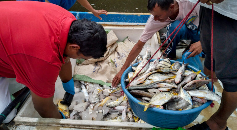 Pescadores pesan parte de la pesca del día, luego de faenar cerca del estero de Jaltepeque, en la costa del Pacífico de El Salvador.  La mayoría de los pescadores artesanales de América Central no ganan lo suficiente y tienen que trabajar cada vez más para mantener a sus familias.  AMIGOS: Edgardo Ayala / 