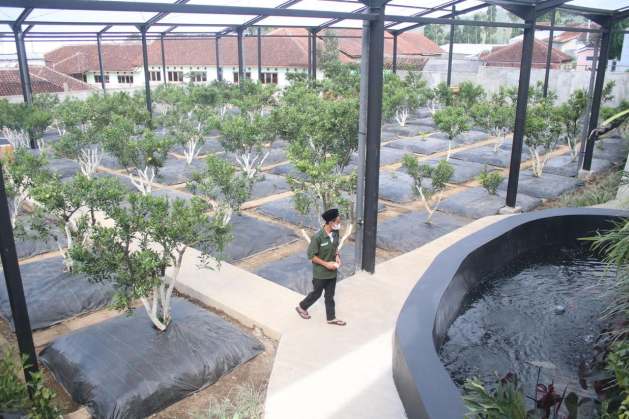 Herramientas digitales que complementan la agricultura orgánica en una escuela islámica en Indonesia, Tu Mundo al dia