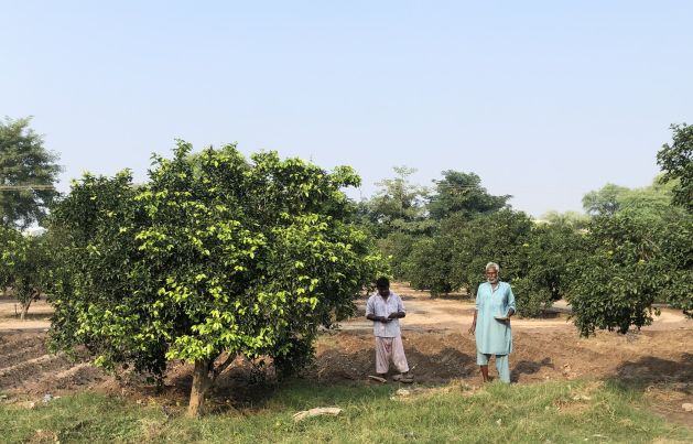 Su entusiasmo por la mandarina agria, el productor paquistaní recurre a los champiñones, Tu Mundo al dia