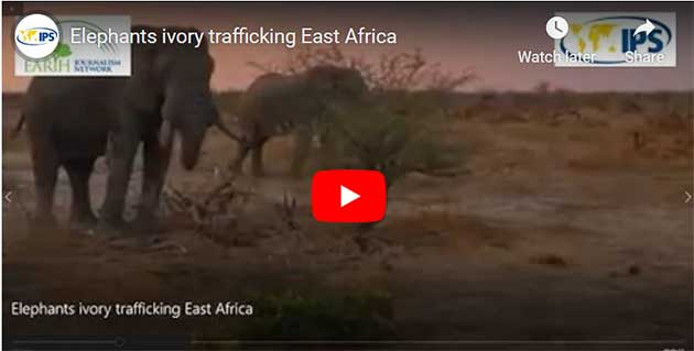 Tráfico de marfil de elefante en África Oriental, Tu Mundo al dia