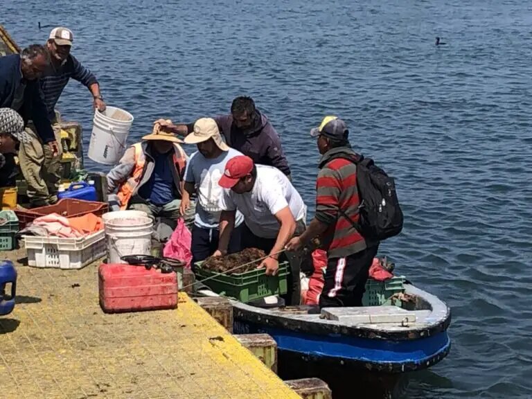 Tan pronto como pescadores y buzos descargan sus productos en el muelle Tongoy, en la norteña región chilena de Coquimbo, que se llena de turistas durante el verano del hemisferio sur, son abordados por clientes que quieren comprar productos directamente, sin necesidad de intermediarios.  AMIGOS: Orlando Milesi/