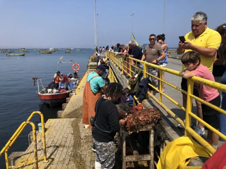 En el muelle de Tongoy, un balneario del norte de Chile, los buzos preparan mariscos pera (una especie de erizo de mar), que intentan vender a los turistas explicando cómo comerlos.  AMIGOS: Orlando Milesi/