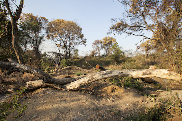 Deforestación en ciudades de Zimbabue pobres en energía, Tu Mundo al dia